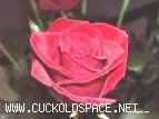 Rose of Luv