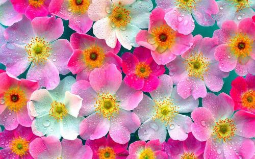 Pink Flowers Wallpapers 01