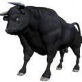Bull4U