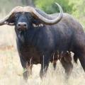 SouthAfricanBull
